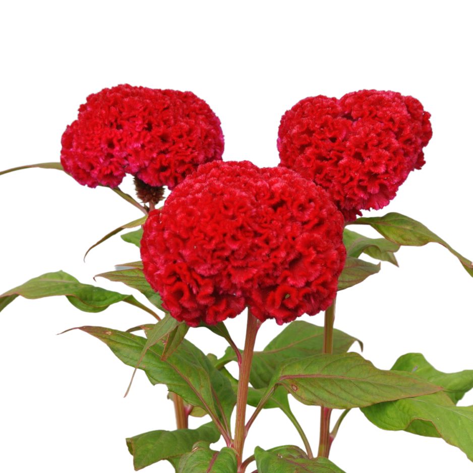 紅陽2号 | 花き栽培のツボ | 福花園種苗株式会社